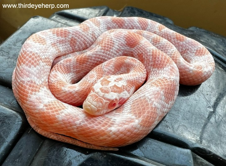 Snow Corn Snake